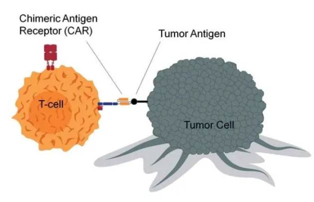 盘点CAR-T细胞疗法的最新研究进展