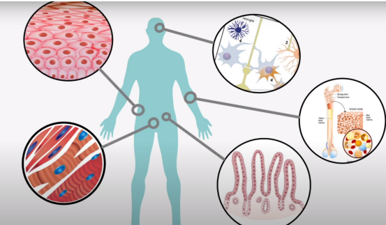 你了解成体干细胞吗？