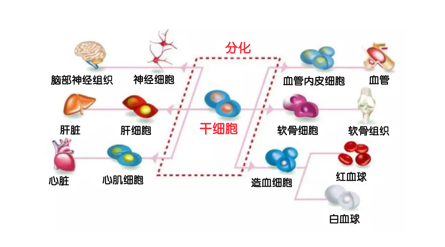 造血干细胞分化图解图片