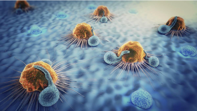 为什么说干细胞能很好地调节免疫系统？